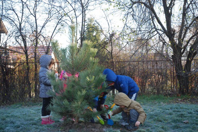 У вртићима на Селенчи 1 и 2 засађене су брезе, борићи, тује, црвене шљиве и сребрне јелке