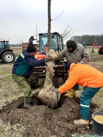 У првој етапи посађено 33 саднице јавора